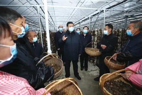 圖片關(guān)鍵詞 http://www.mushroommarket.net/file/upload/202004/21/16-38-01-66-283825.jpg