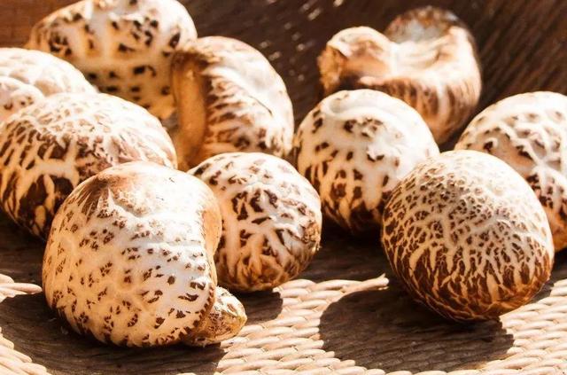 圖片關鍵詞 國家蘑菇地理:中國哪里的蘑菇最好吃?