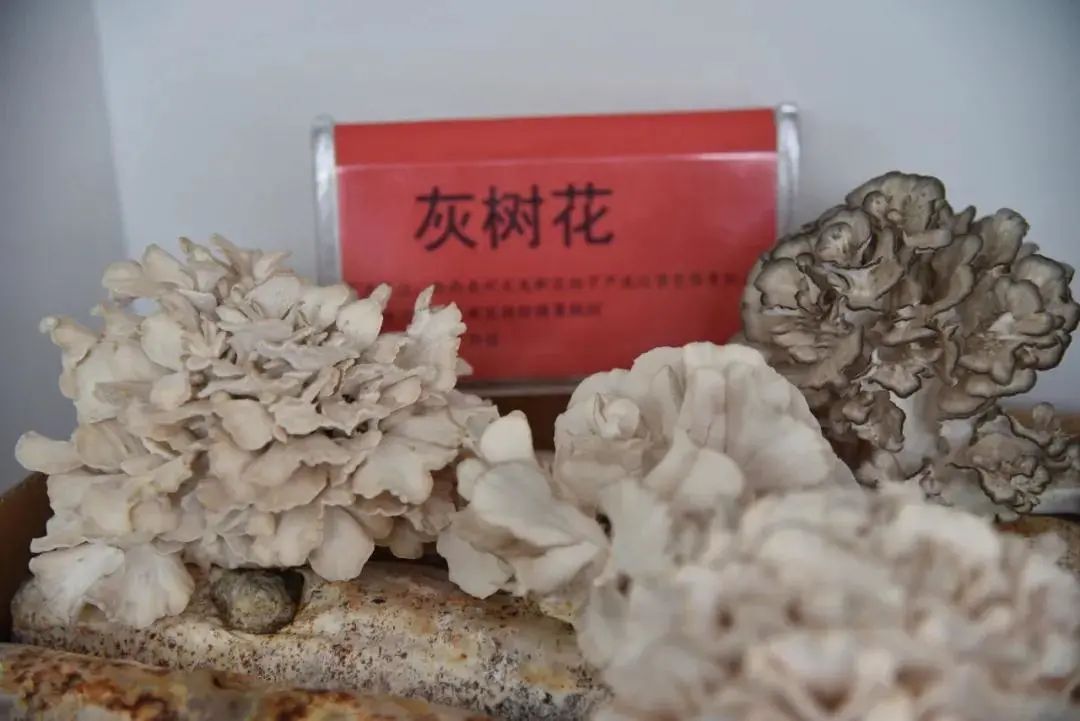 圖片關鍵詞 https://mmbiz.qpic.cn/mmbiz_jpg/tViaTicjwibVZmgEXXCALToc7mAB2rFo1LnlIdcRA9tC5K0gbLBb7FABFBo6V2kQYKgOyosu37Xm6YAjHaqU5YXbg/640?wx_fmt=jpeg