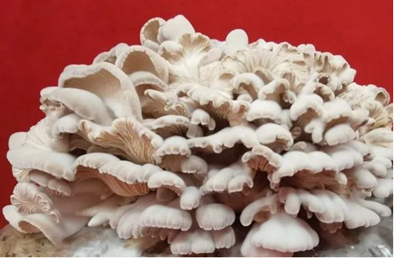 圖片關鍵詞 圖片關鍵詞